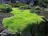 Grow Your Secret Garden