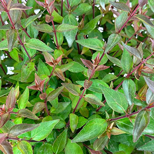 Glossy Abelia - 3 Gal - Semi-Evergreen Shrub - Glossy Green Foliage - Fragrant Pinkish-White Blooms - Attracts Pollinators - Spring To Fall - Hardiness Zones 6-9 - Abelia X Grandiflora - 3 Gallon Pot #TOP2