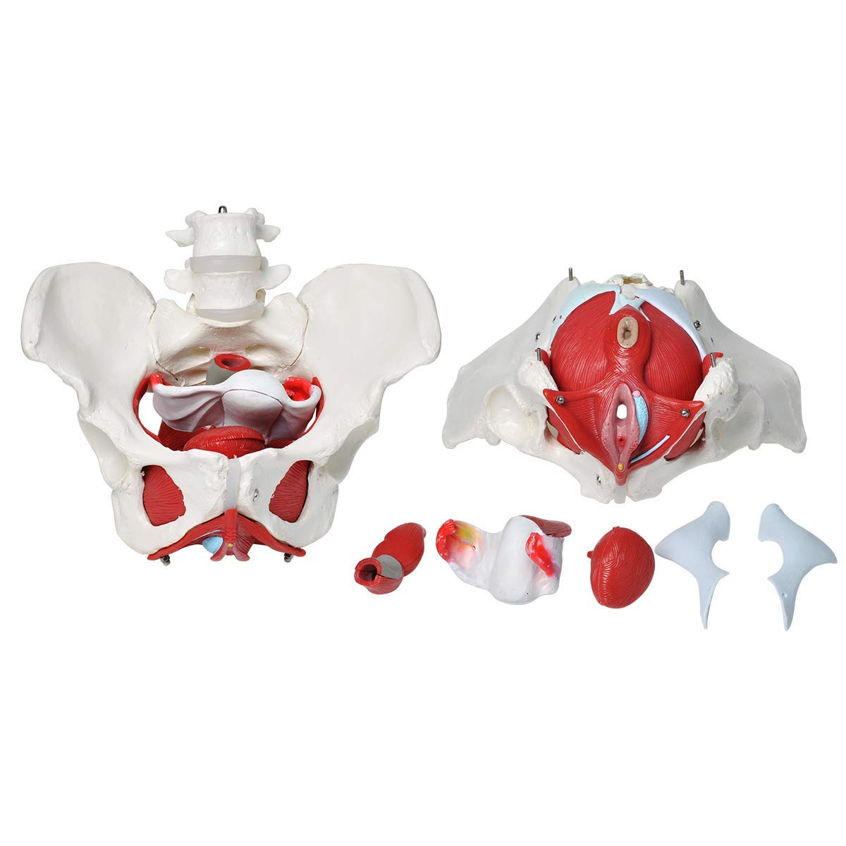 Model Dna Miednicy, Kobiecy Model Dna Miednicy Z Mięśniami, Model Anatomiczny Mięśni Dna Miednicy Z Ruchomymi Narządami, Do Nauczania Medycznego
