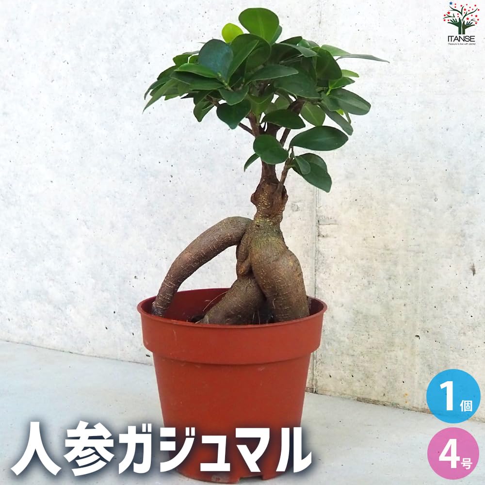 Amazon｜人参ガジュマル4号鉢 1個売り【品種で選べる観葉植物】「人参