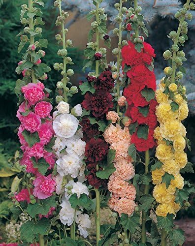 【300+】Hollyhock Seeds for Planting