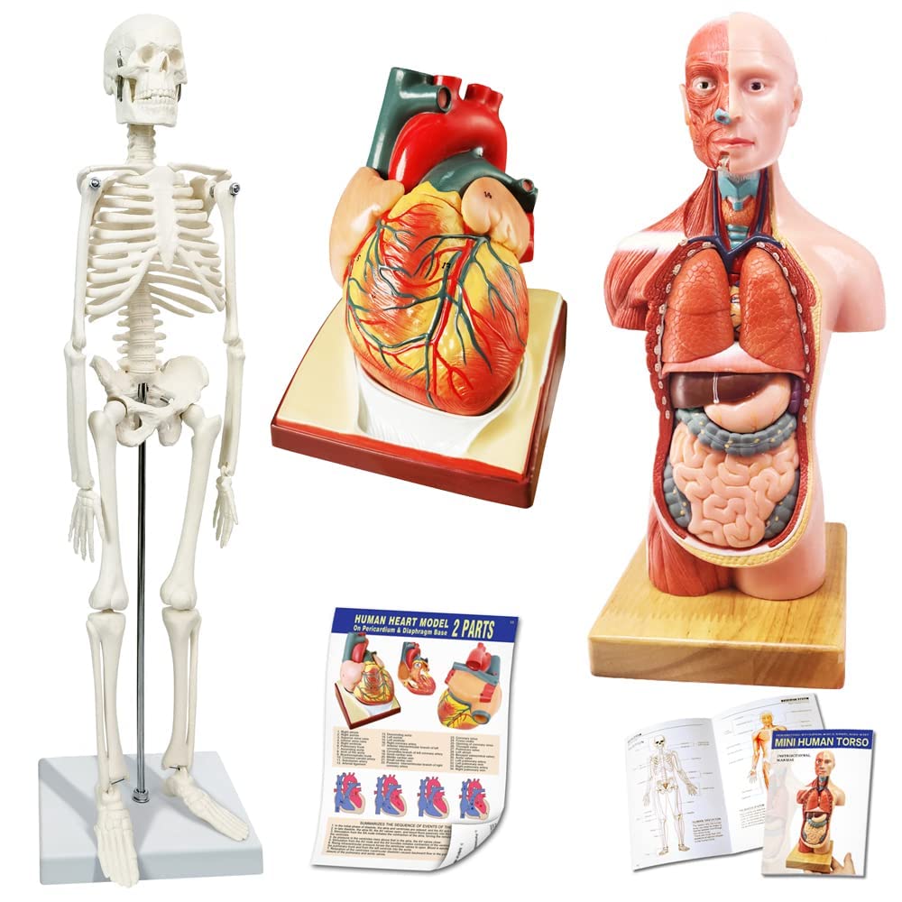 Juego De 3 Modelos Anatómicos, Cuerpo + Esqueleto + Corazón