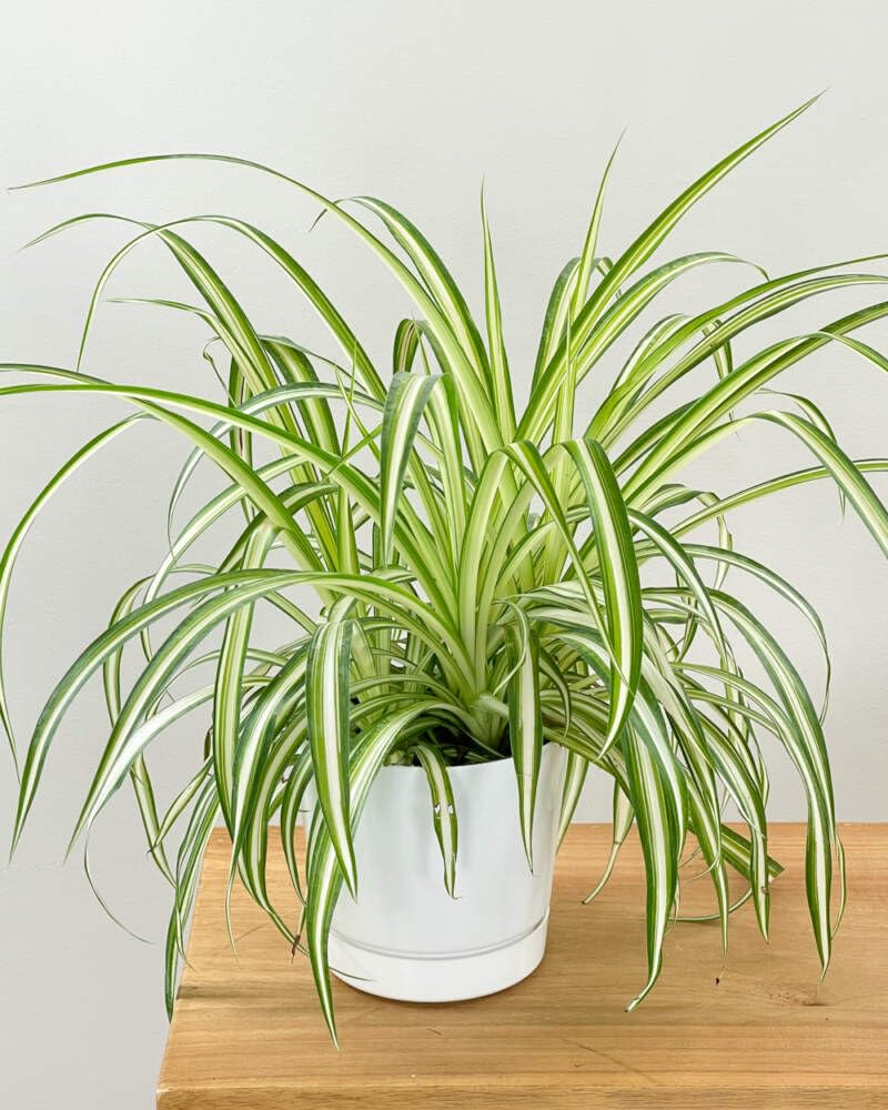 Spider Plant - Live Indoor Plant with Pot -1 Spider Plant - Live Indoor Plant with Pot -1