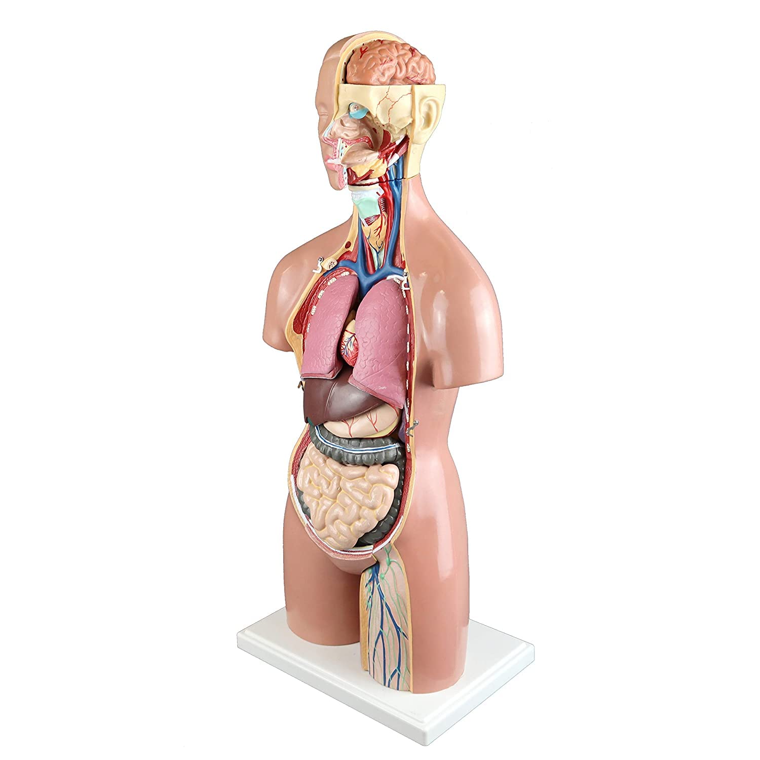 Ludzki model tułowia 55Cm anatomia człowieka Model tułowia 3D anatomiczny model montażu ludzkich narządów 19 sztuk wymiennych narządów szkoła edukacja medyczna wyświetlacz