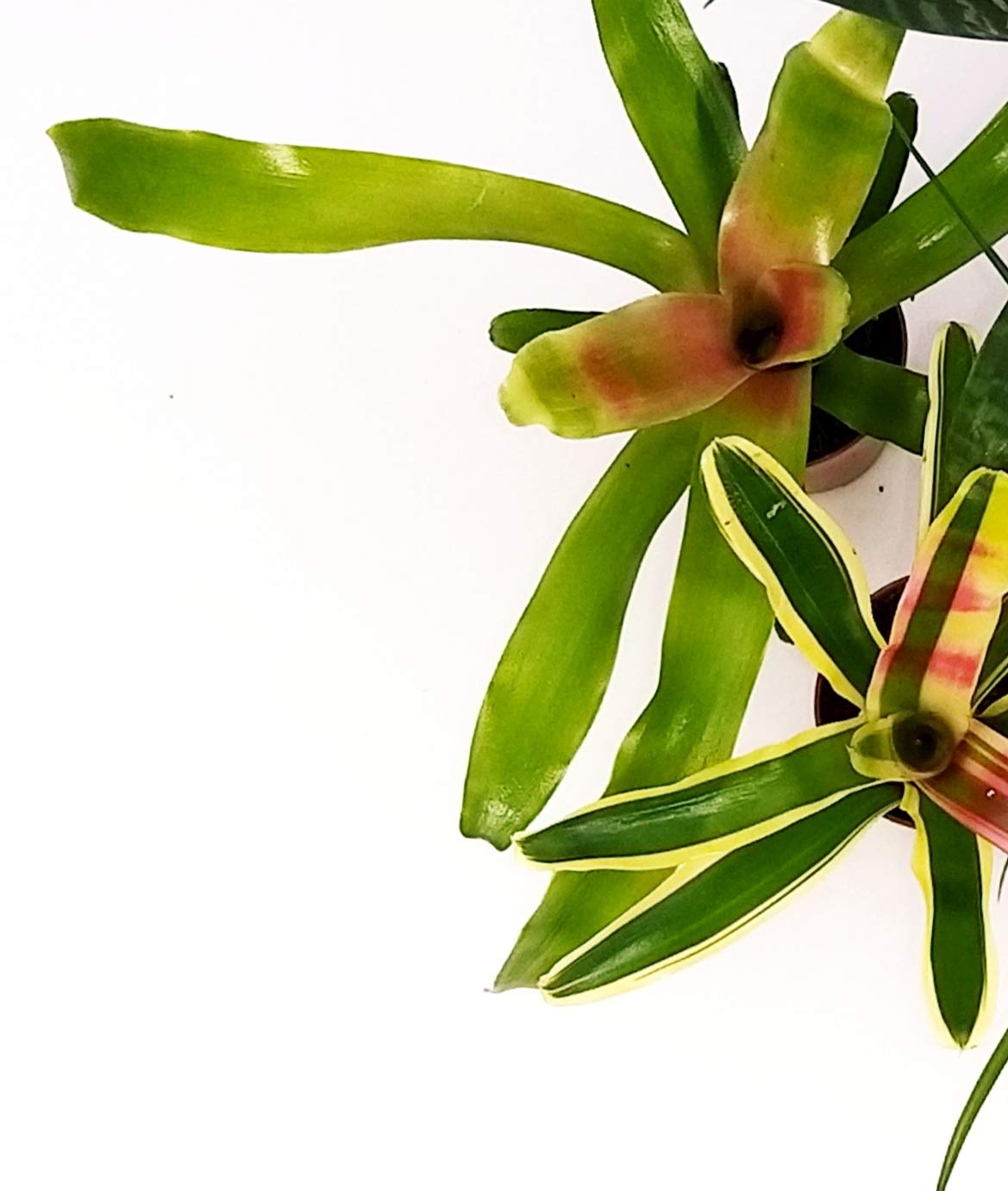 Aloe Vera Mini In Vaso 5,5 Cm – 2 Piante Vere Per Terrarium, Ideali Per Interni E Regalo