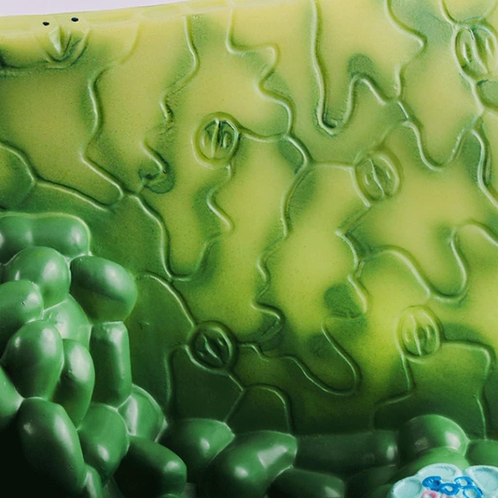 Modello di organi avanzati, modello di struttura della sezione trasversale delle foglie Modelli didattici di biologia Modello di anatomia vegetale for lo studio in aula di scienze for adolescenti.