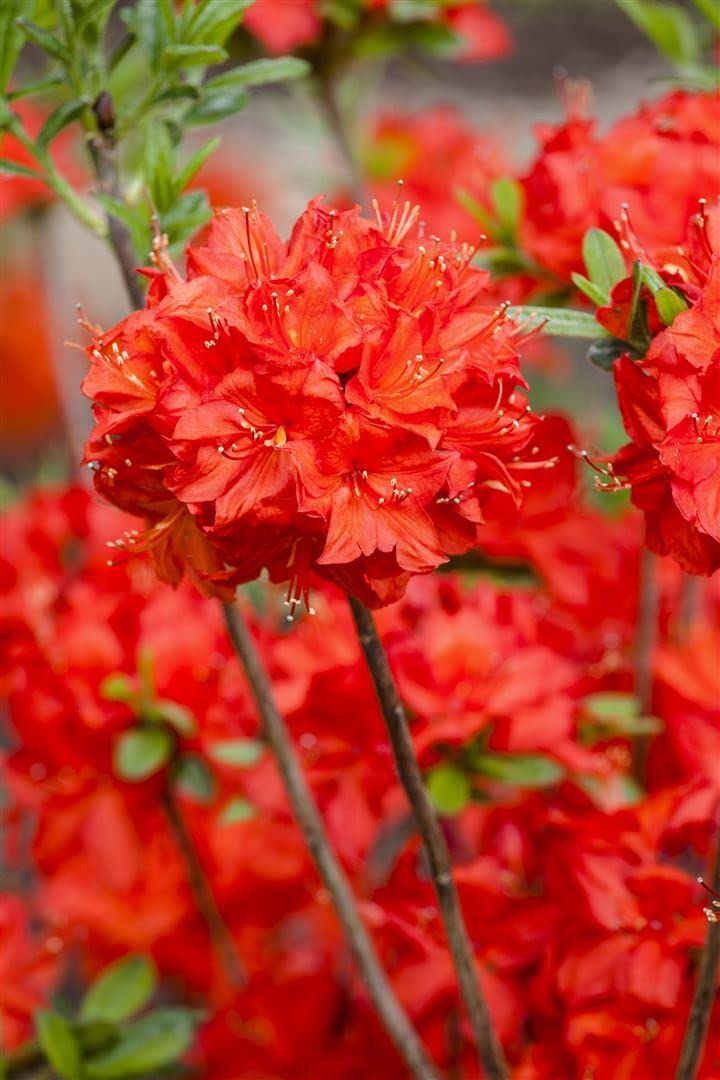Rhododendron luteum 'Nabucco' 3040 cm  Winterhart, Mehrjhrig,  Pflegeleicht  Duft-Azalee  Zierstrauch fr Garten & Beet : Amazon.de:  Garten