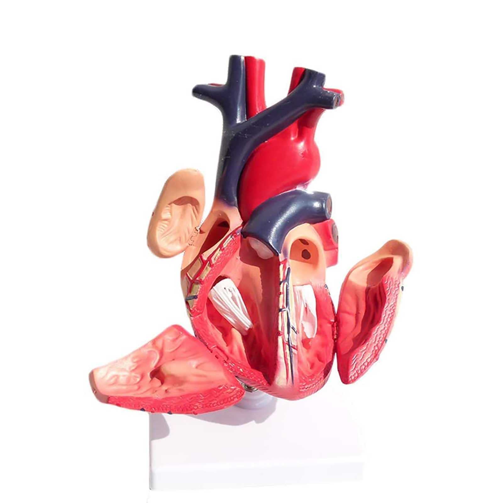 Buy FBITE Study Model Anatomical Heart Model Visceral Anatomy B Super