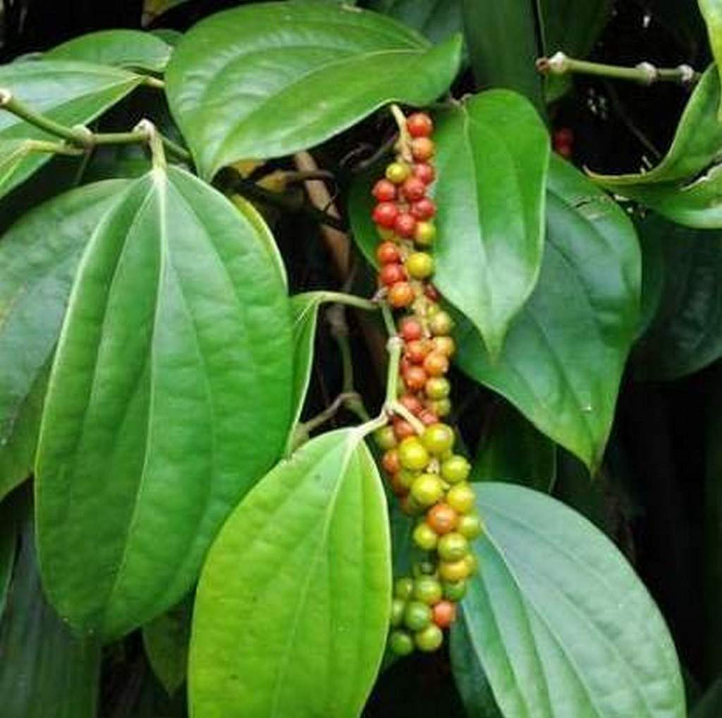 Creative Farmer Live Plant Black Pepper - Kali Mirch Medicinal Spice (Piper Nigrum) Home Garden (1 Live Climber Plant) (PLANT-101-PEPPER1099ll@)