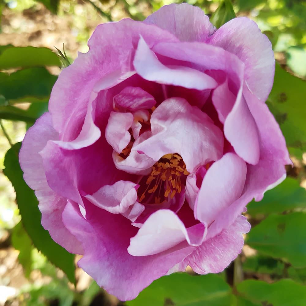 YouGarden Harkness Rose 'Forget You Not' ™, Established Rose in 4L Pot, Ready to Plant, Summer to Autumn Flowering Rose, Pink Flowers for Pots, Beds, and Borders