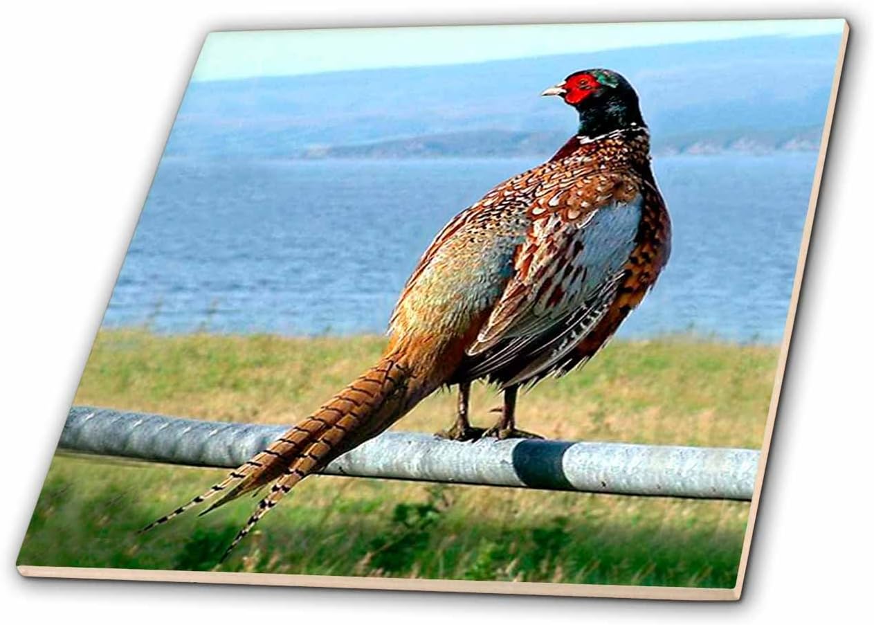 3dRose ct_971_7 Pheasant Glass Tile, 8-Inch