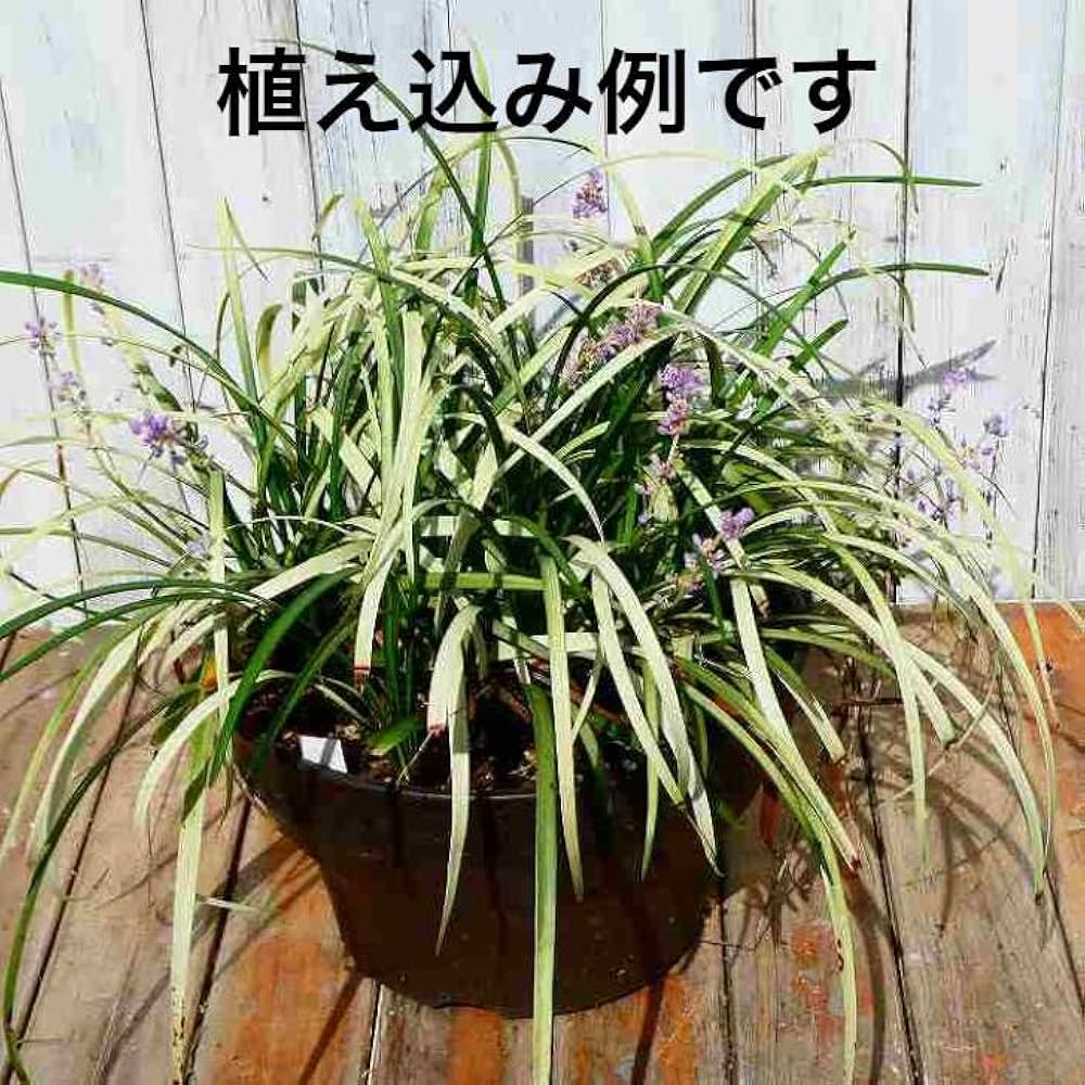 Amazon.co.jp: ヤブラン 苗 ピュアブロンド 3.5号 斑入り 藪蘭 カラー