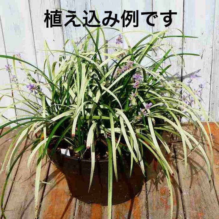 Amazon.co.jp: ヤブラン 苗 ピュアブロンド 3.5号 斑入り 藪蘭 カラー