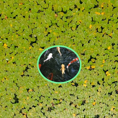 Futterring Aquarium, Schwimmende Pflanzenringe 5 Größen Fischfutterring für Aquarien Schwimmender Futterring Floating Plant Rings zum Stelle Zu Halten oder Trennen Schwimmende Pflanzen,10 Stück