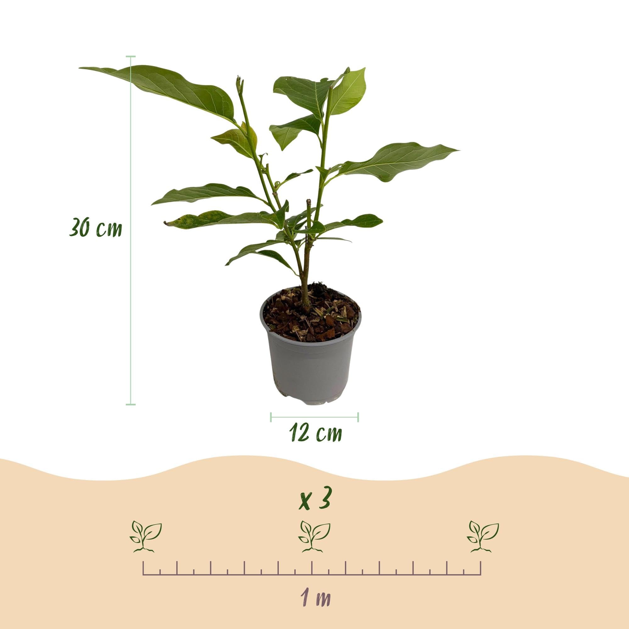 Magnolia Genie – 12 cm – wysokość ok. 30 cm – rzucająca liście magnolia z dużymi, fioletowymi kwiatami wiosennymi – łatwa w pielęgnacji, na grządki, balkon i taras