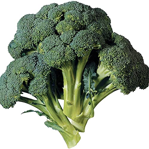 Qauzuy Garden 200 Aspabroc Hybrid Broccoli Seeds (Brassica Oleracea) - Premium Fresh Vegetable Seeds - Edible & Attract Pollinators - Tasty Green Vegetables #TOP30