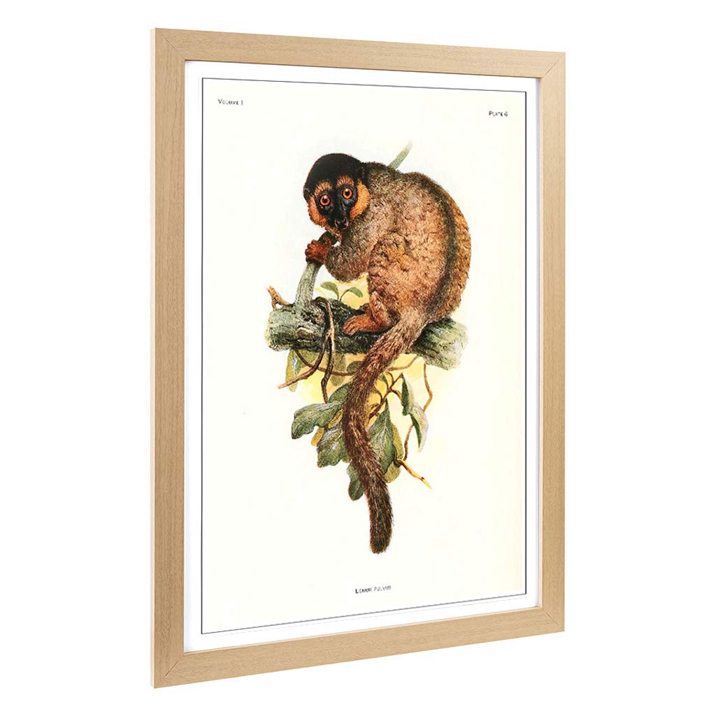 Big Box Art Framed Print of Vintage Joseph Wolf Common Brown Lemur Design | Wall Art Picture | Home Decor for Kitchen, Living Room, Bedroom, Hallway, Oak, A2 / 24.5x18 Inch / 62x45cm