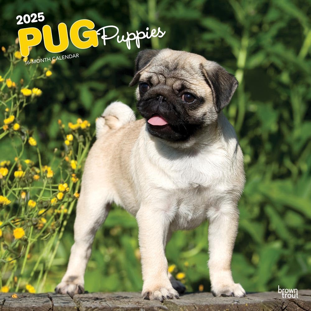Pug Puppies | 2025 12 x 24 Inch Monthly Square Wall Calendar | Plastic ...