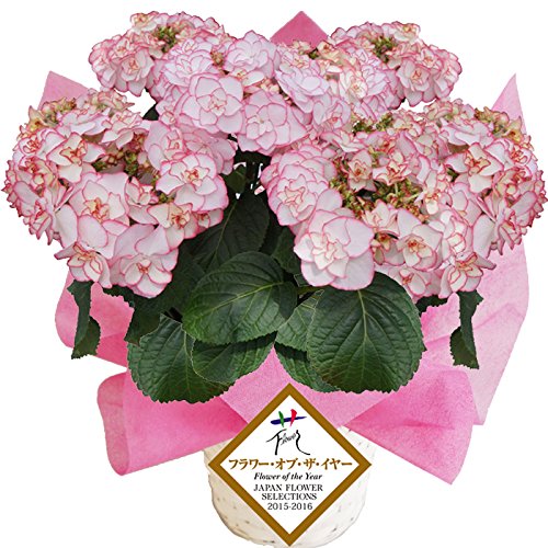 Amazon｜ケイコ ピンク ケイコピンク さかもと園芸 フラワーオブ