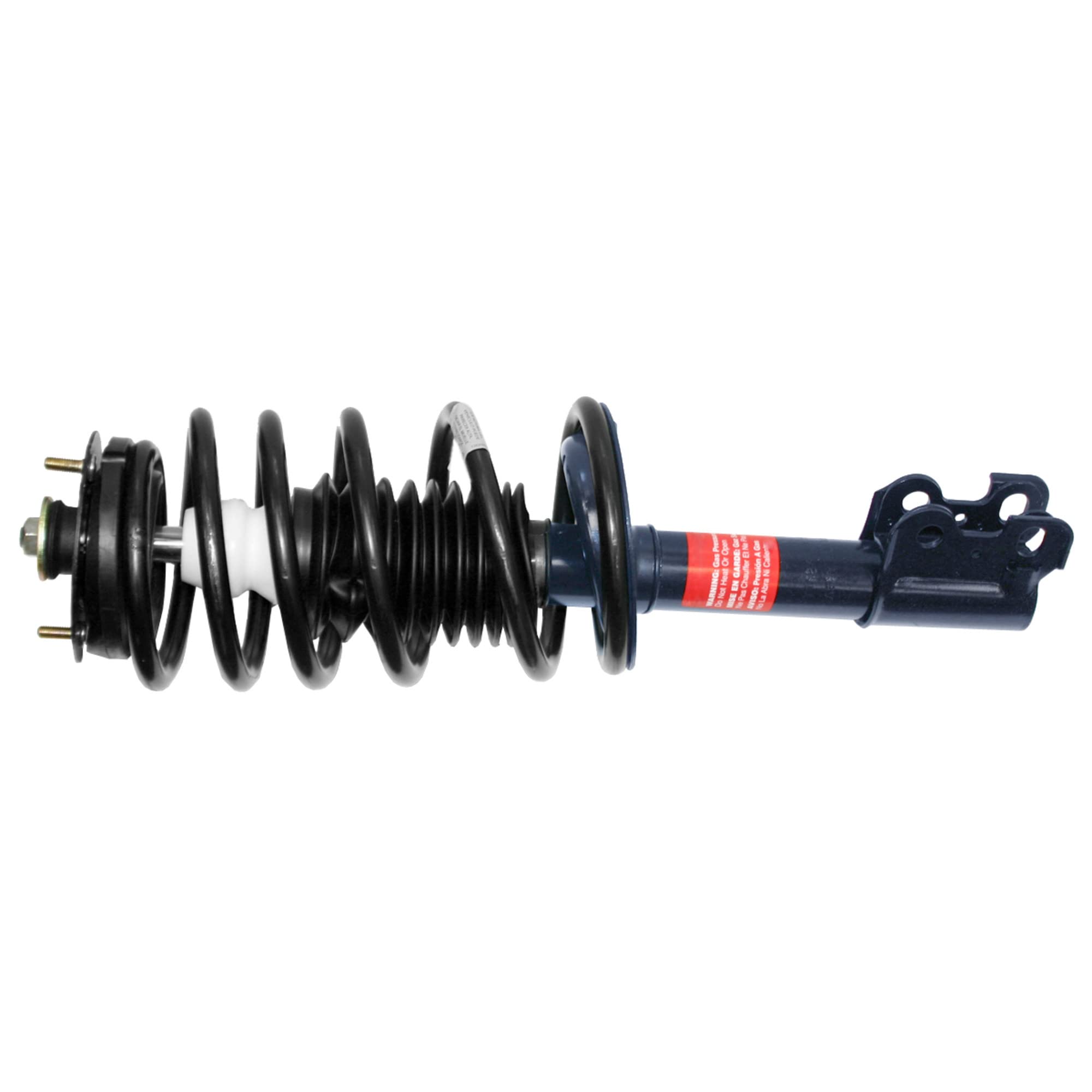 コロンビア産　キプリスモルフォ 111mm コロンビア産 キプリスモルフォ 111mm コロンビア産 キプリス
