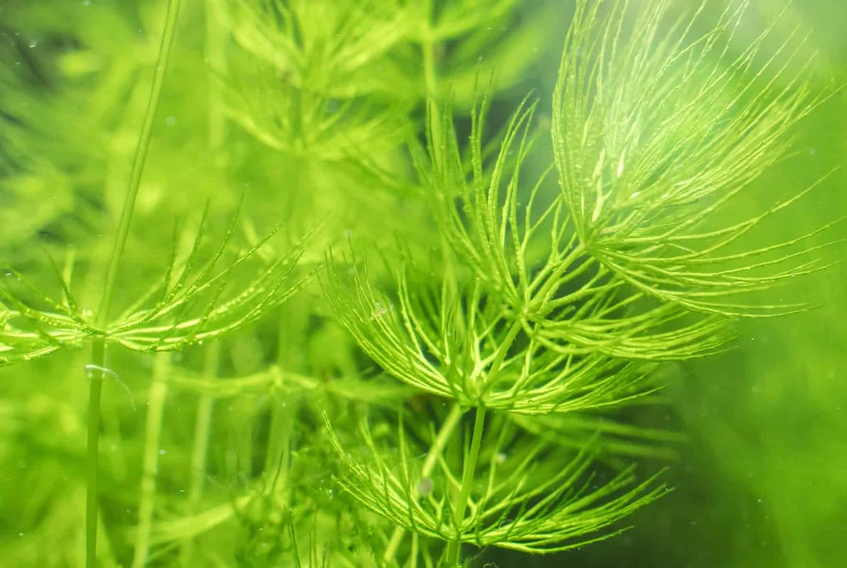 Aquarium Live Plants Cabomba (Cabomba carolinia) Pack of 13 (B0CZ6Q929G) Amazon Price History, Amazon Price Tracker
