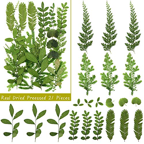 image for Whaline 120PCS+ Real Dried Press Flowers Dried Press Leaves Handmade F