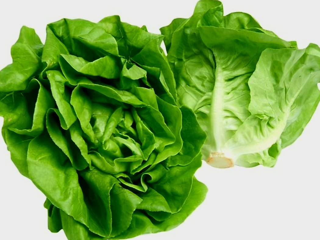 Butterhead Lettuce Plug Plants Grow Your Own Salads (12)