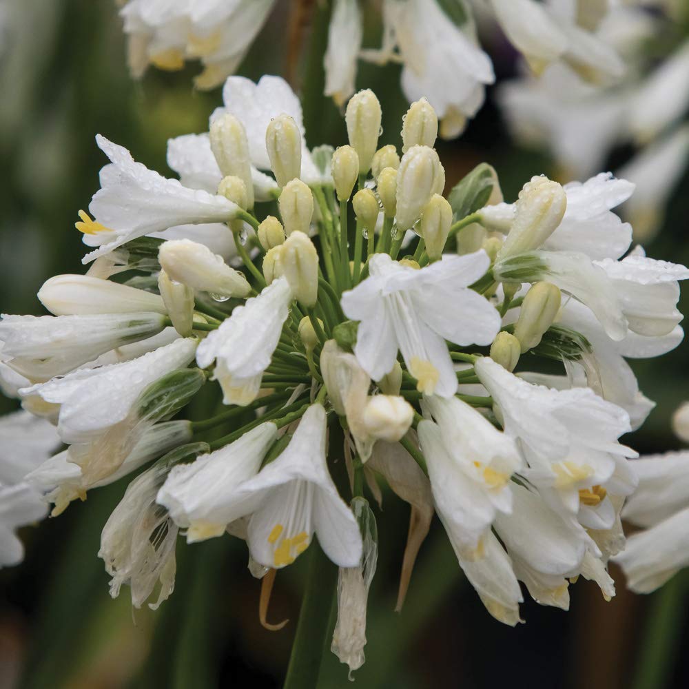 Agapanthus Ever White African Lily Hardy Perennial Drought Tolerant Fast Growing Ideal for Pots and Containers White Tubular Flower Heads 2 x 9cm Pots by Thompson and Morgan