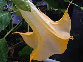 Sun Surf　TARO LEAF ANGEL'S TRUMPET　M 61tvGq7sFhL._UF350,350_QL80_.jpg