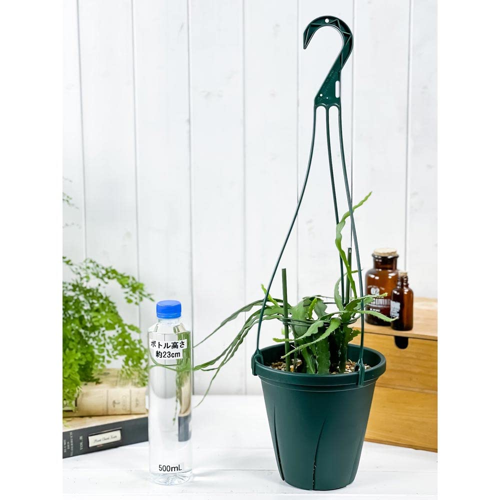 Amazon.co.jp: PLANCHU 観葉植物 エピフィルム アングリガー 6号吊り鉢