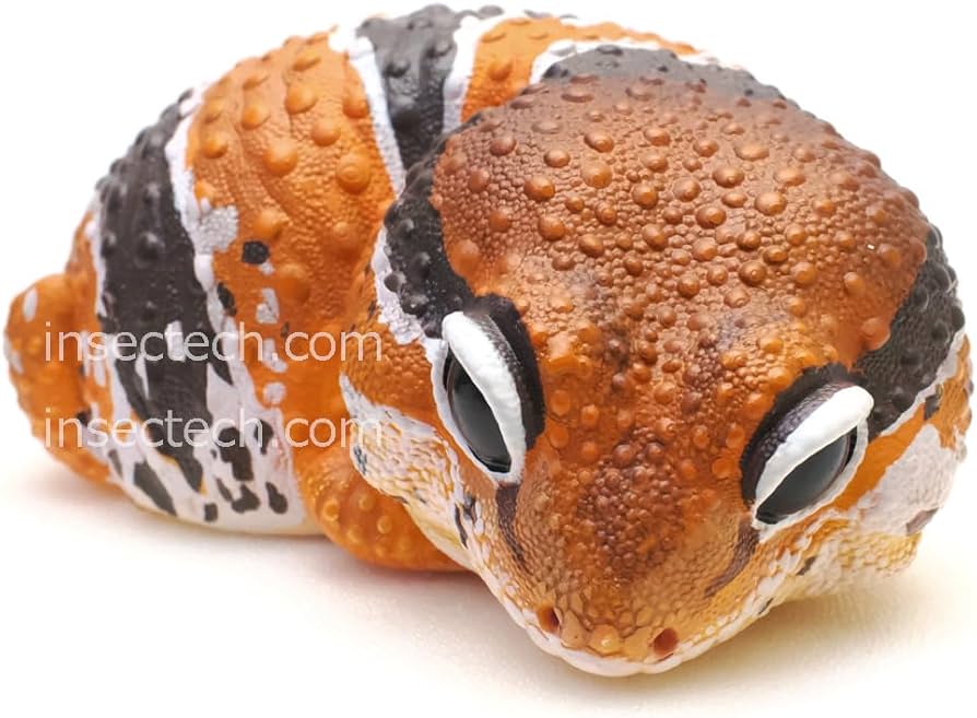 動物の惑星】世界88体限定☆ニシアフリカトカゲモドキ（脱皮版）☆2体