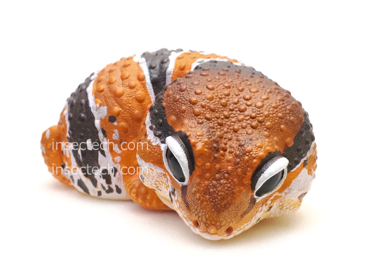 Amazon | 【動物の惑星】「日本限定」Gen2 ニシアフリカトカゲモドキ