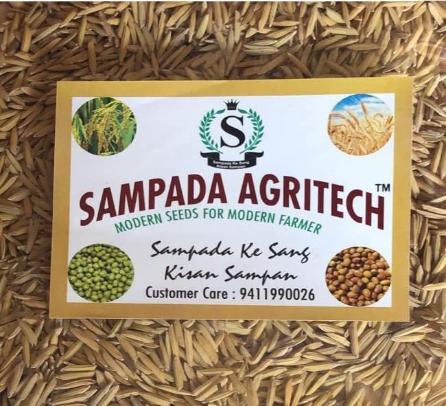Image of Sampada Foods Agritech | Pusa Basmati Paddy Seeds 1509 | Pure Pusa Basmati Rice Seeds | For Farming Planting & Agriculture | 6 kg
