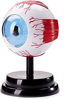 Study Model Human Eyeball Model - Eye Ball Anatomy Model - Human Organ Model Eye Anatomical Model - Detachable Eye Clear Model - for Medical Educational Teaching Model SaiFei