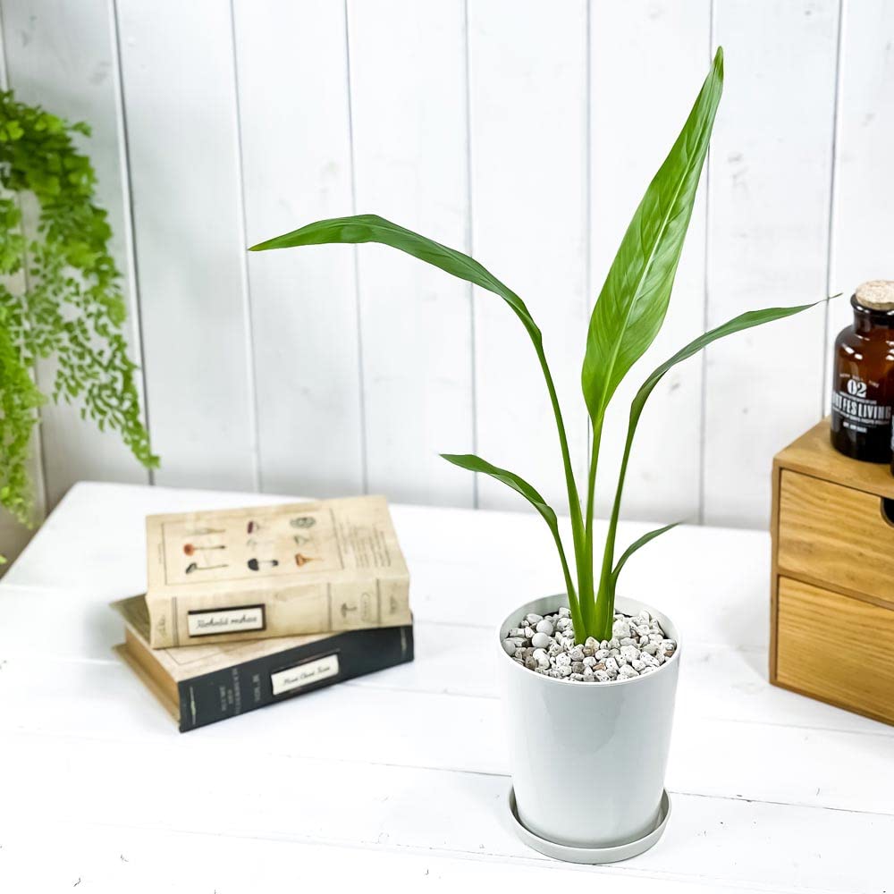 旅人の木タビビトノキA級品　４節 Amazon | 【種子】Ravenala Madagascariensis◇タビビトノキ◎旅人の木