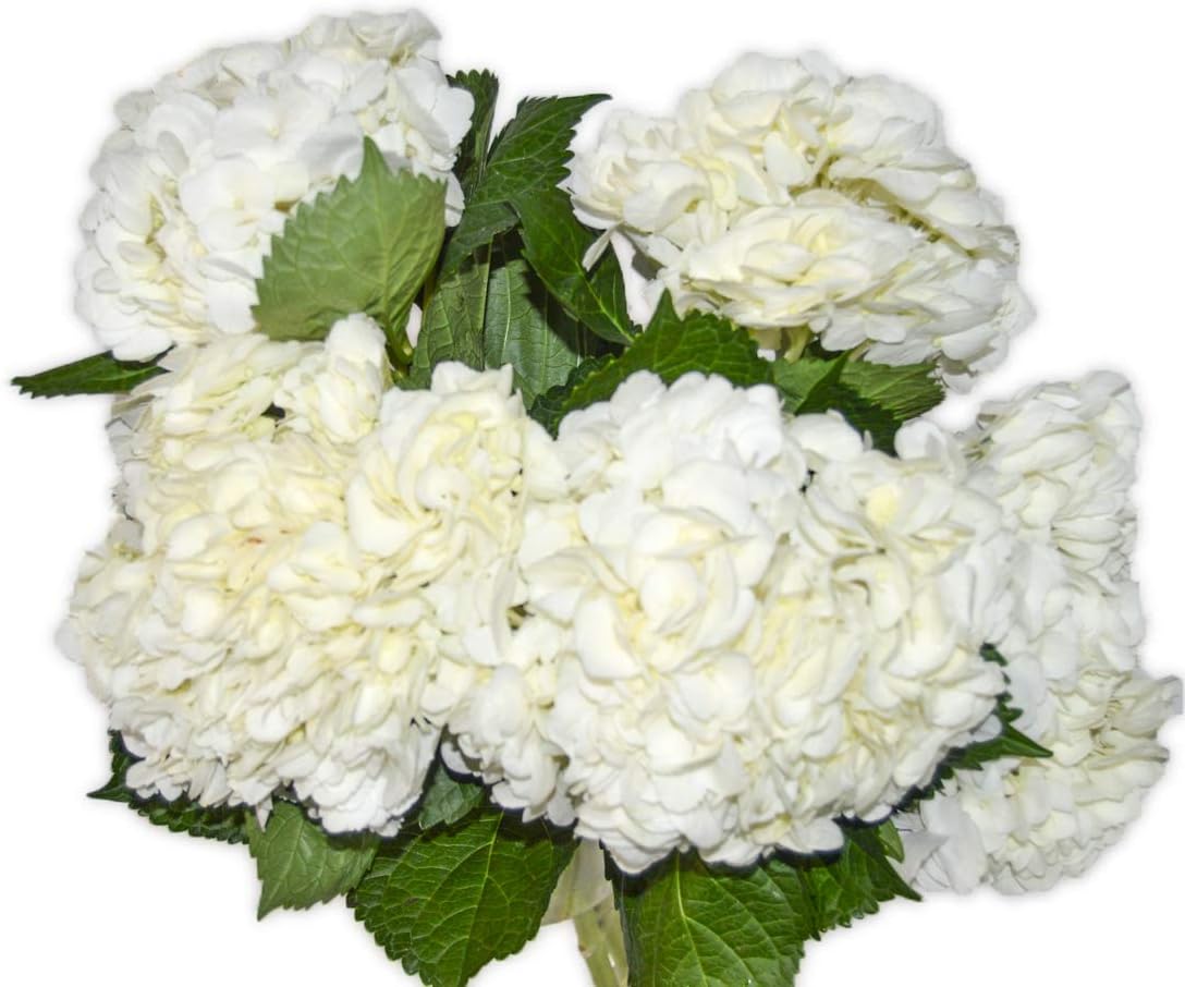 Amazon Com Fresh White Cut Hydrangeas Fresh Flowers And Free Delivery By The Flowers Empire 20 Garden Outdoor