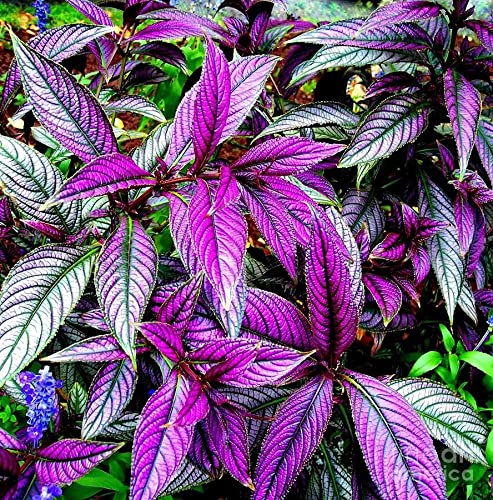 Greenwise Persian Shield | Peacock Plant | Strobilanthes Dyeriana | Ornamental Plants | Exotic Rare Plant (B09LVCW6J6) Amazon Price History, Amazon Price Tracker