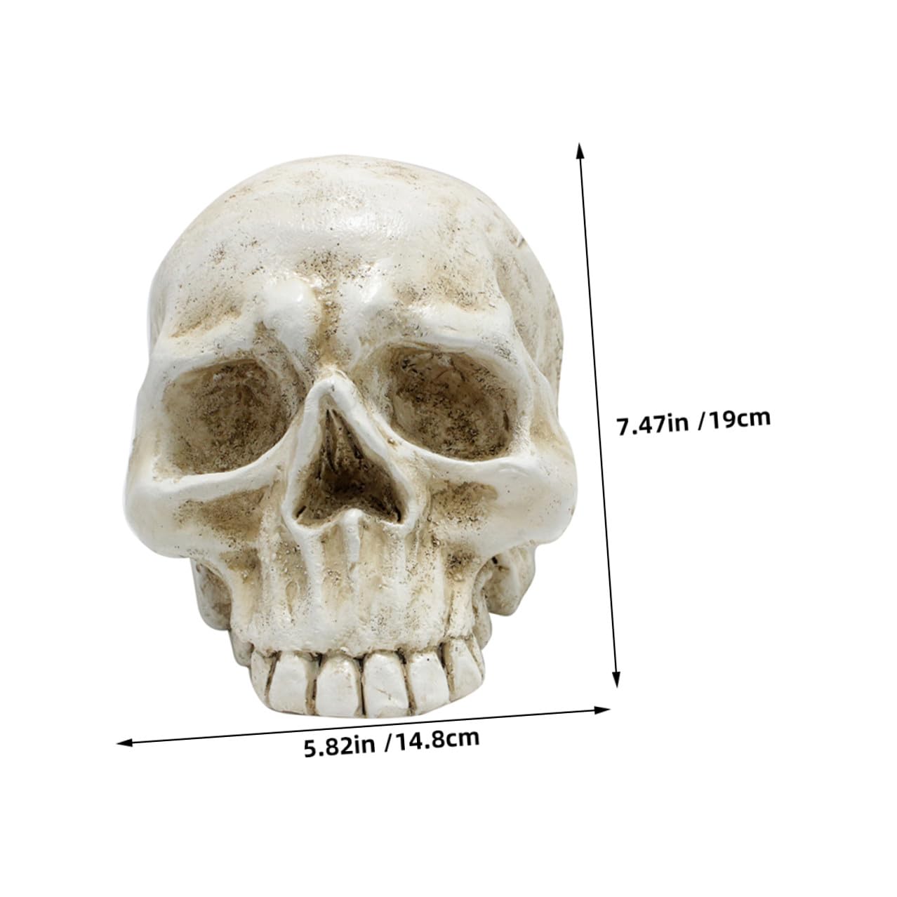 SOLUSTRE Halloween Realistyczna Czaszka Dekoracyjna z Żywicy Ozdoba Przyjęcia i Domowe Halloweenowe Dekoracje Gotycki Model Czaszki Do Imprez i Aranżacji Wnętrz
