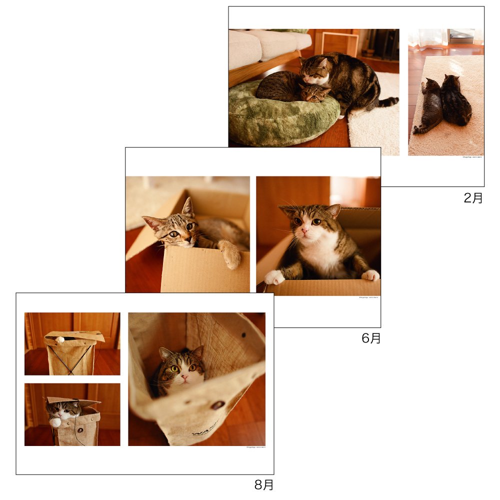 Amazon Com 15 Calendar Cat Maru Chan Wallcalendar Japan Import Office Products