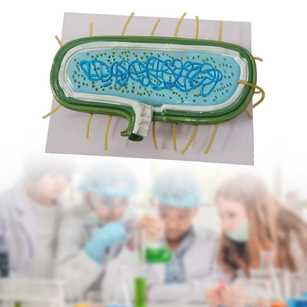 Modelo Bacteriano de Citoplasmática: Modelo Ampliado para Profesores.