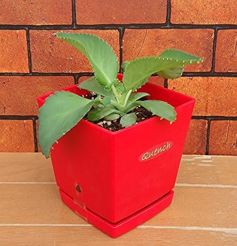 Amazon そのまま飾れる マザーリーフ子宝弁慶草 ハカラメ ５号鉢 受け皿付き 草