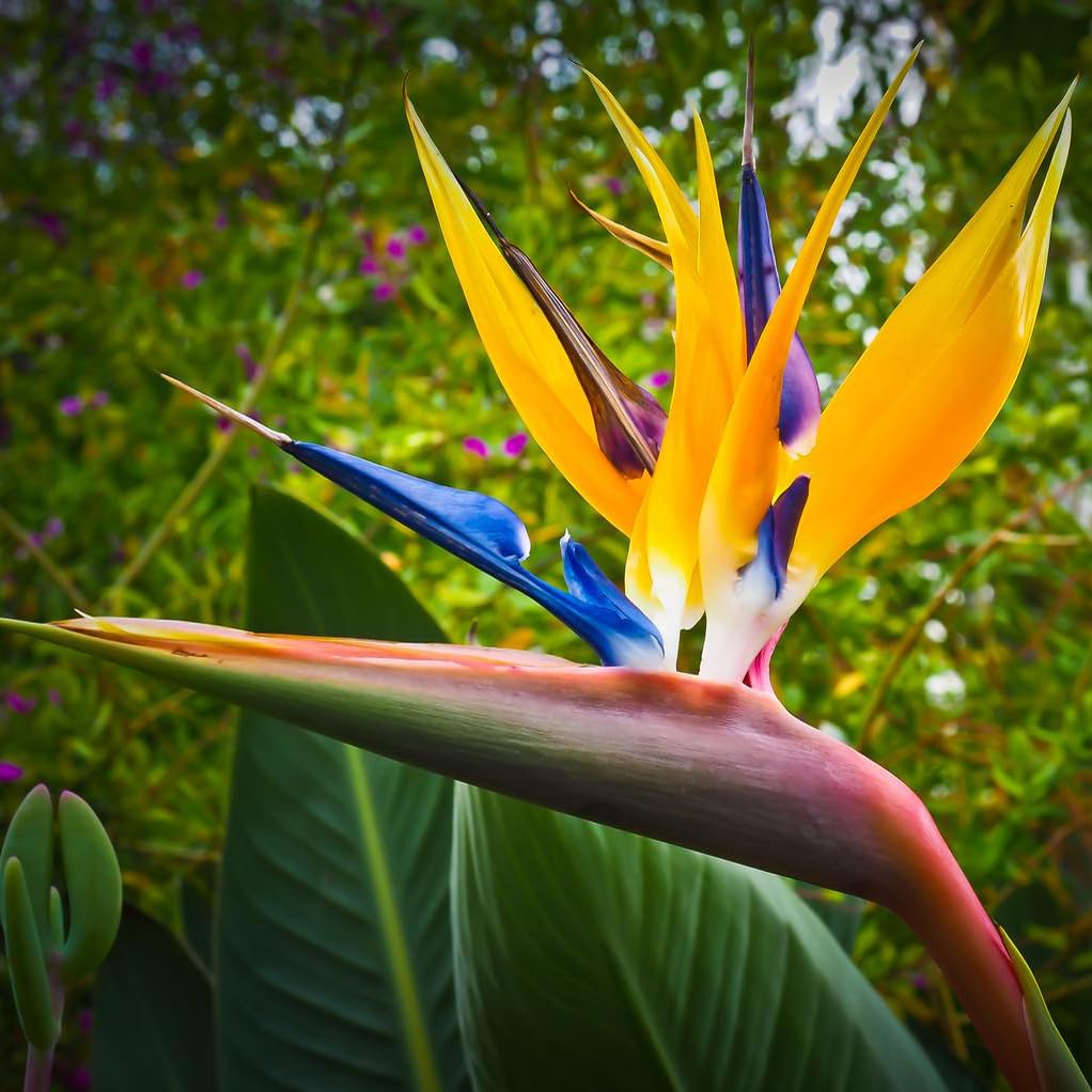 Bird of Paradise Mandela's Gold Tropical House Plant Seeds - 8 Rare Houseplant Seeds
