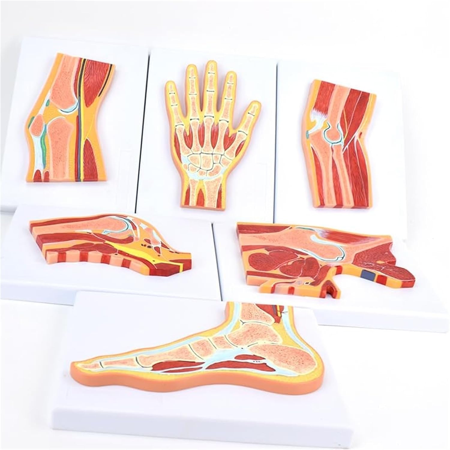 Human Joint Anatomy Model Set, 6pcs Hand Foot Hip Knee Shoulder Elbow Cross-Section Models for Medical Teaching, Skeletal Muscle Ligament Anatomical Demonstration.