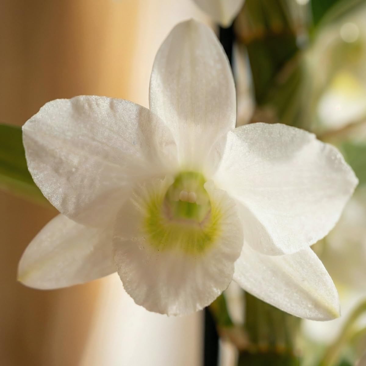Orchideen Echte Pflanzen - Bambus Dendrobium Nobile White Passion - 2 große Zimmerpflanzen aus Holland - 30-40 cm hoch - mit Blüten und Duftend (Nicht künstlich, ohne Dünger und Topf, kein Samen)