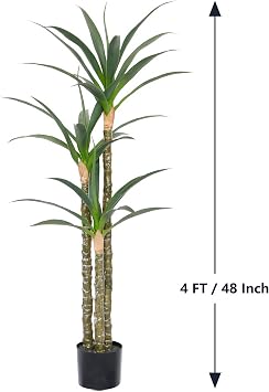 Plant - Dracaena 4ft with 3 Trunks