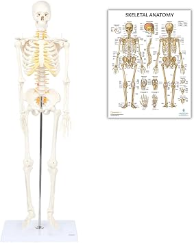 Miniature 34 Skeleton with Flexible Spine + Skeletal System Laminated Poster Bundle