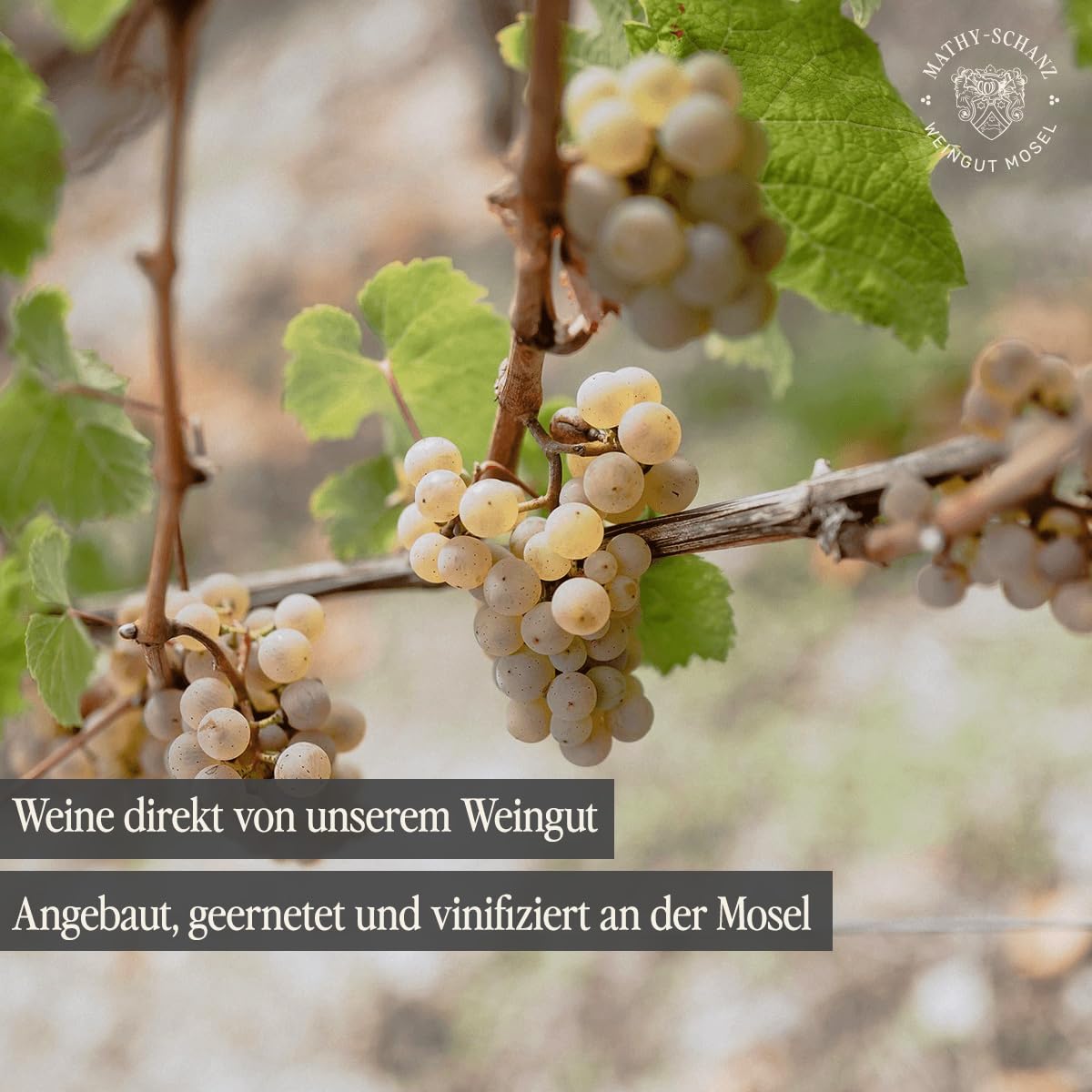 Weingut Mathy-Schanz | Weißwein Halbtrocken - Riesling Probierpaket | Wein von der Mosel | (6 x 0,75l)