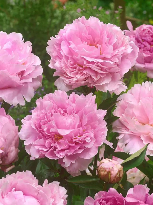 Pfingsrosen Blumenzwiebeln Winterhart Mehrjährige Wurzelstöcke wächst zur robusten mehrjährigen Päonien Stauden Pflanzen für Garten Balkon Beete & Töpfe. Rosa (1 Pfingstrosen Sarah Bernhardt)