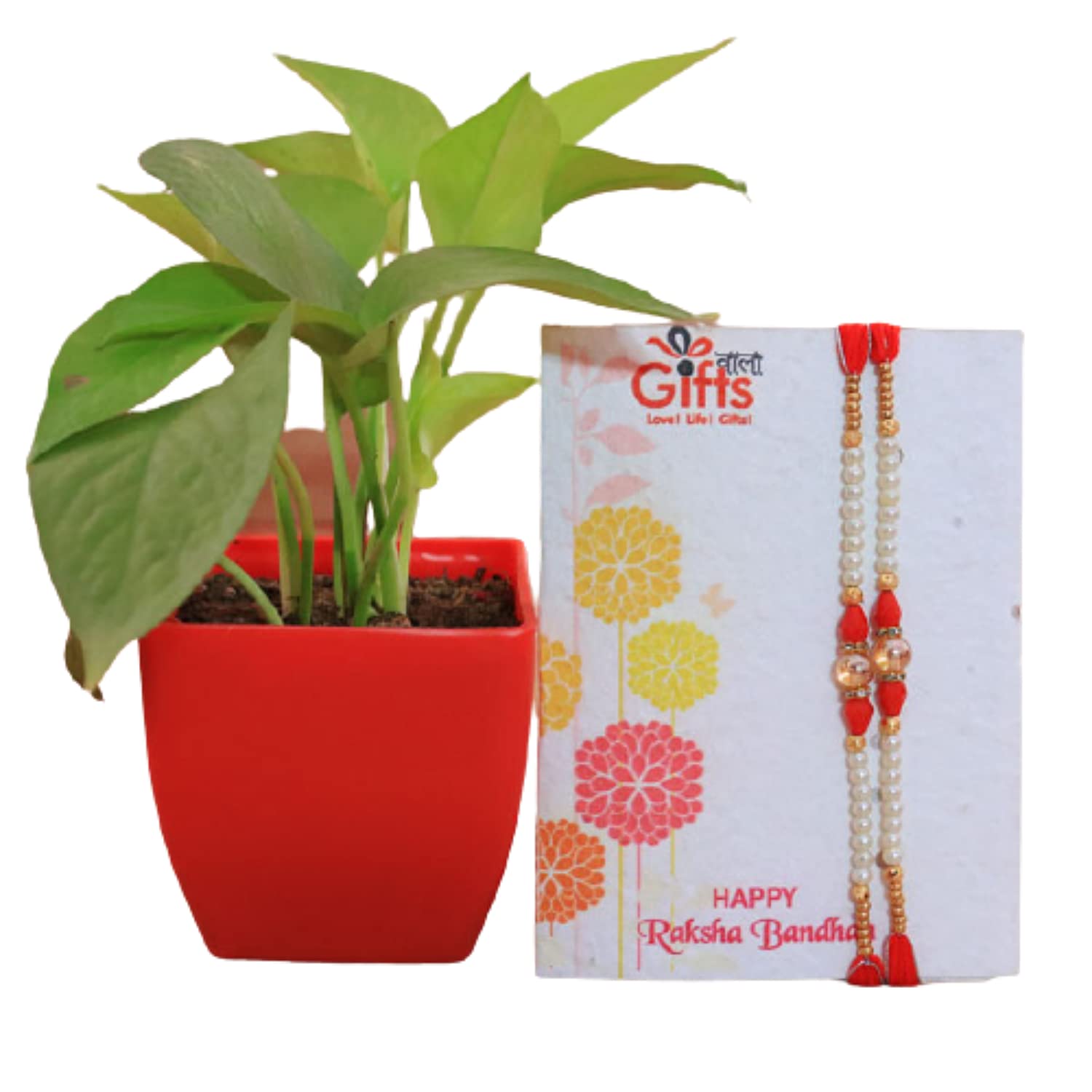 Giftsvalla Pearl and Stone Work Rakhi for Brother and Rakshabandhan Special Money plant Combo (B099ZSCG8K) Amazon Price History, Amazon Price Tracker