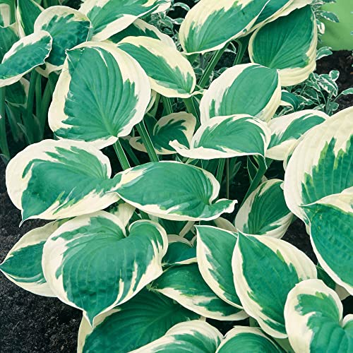 YouGarden Hosta fortunei 'Patriot', 9cm Potted Plant, Bold Foliage and Summer Blooms, Great for Shade and Ready to Plant